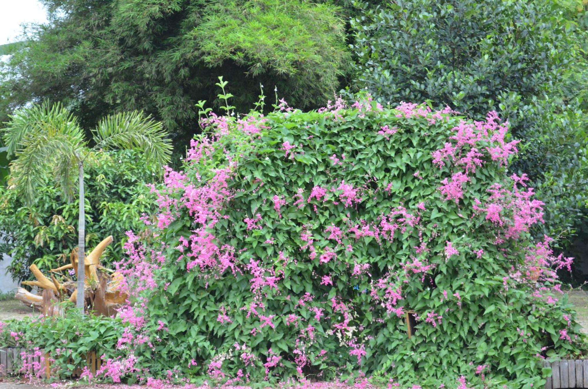Home Stay Stc Bed And Breakfast Udon Thani Exteriör bild
